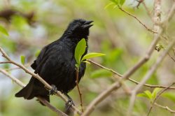 shiny-cowbird