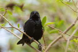 shiny-cowbird-2