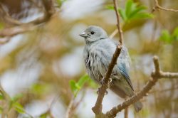 sayaca-tanager