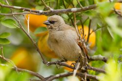 bay-winged-cowbird