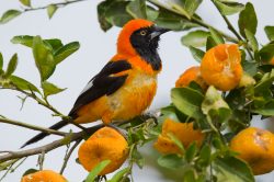 orange-backed-troupial