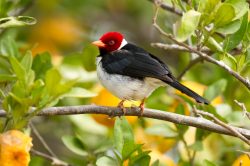 yellow-billed-cardinal