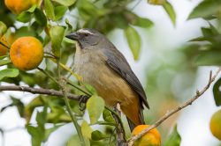 grayish-saltator