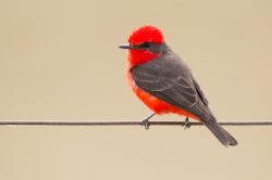 vermilion-flycatcher