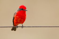 vermilion-flycatcher-2