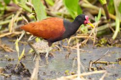 wattled-jacana