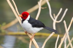 yellow-billed-cardinal-2