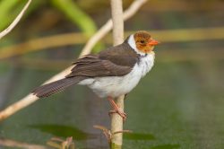 yellow-billed-cardinal-3