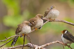 long-tailed-ground-dove