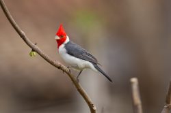 red-crested-cardinal