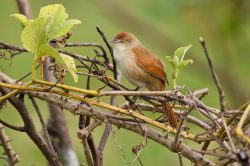 greater-thornbird