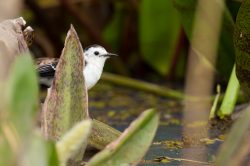 black-backed-water-tyrant