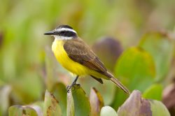 lesser-kiskadee