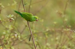 yellow-chevroned-parakeet
