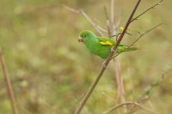 yellow-chevroned-parakeet-2