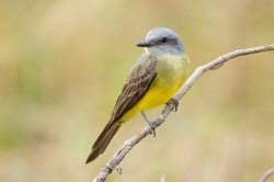 tropical-kingbird
