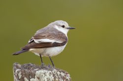 white-rumped-monjita-2