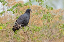 great-black-hawk-4