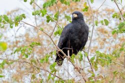 great-black-hawk-5