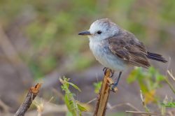 white-headed-marsh-tyrant