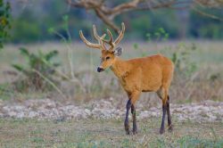 marsh-deer