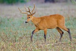 marsh-deer-2