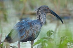 plumbeous-ibis