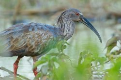 plumbeous-ibis-2