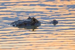yacare-caiman-or-jacare-2