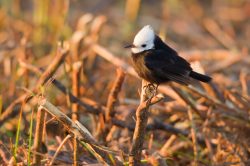 white-headed-marsh-tyrant-2