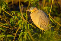 whistling-heron