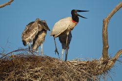 jabiru