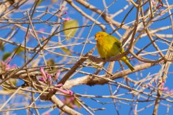 saffron-finch