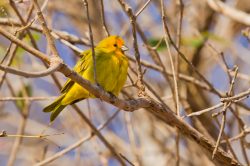 saffron-finch-2