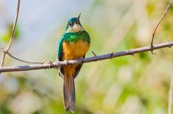 rufous-tailed-jacamar