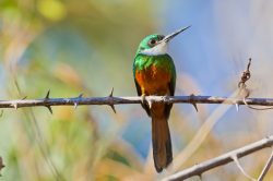 rufous-tailed-jacamar-2