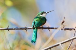 rufous-tailed-jacamar-3
