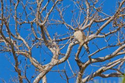 roadside-hawk