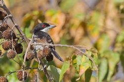 great-antshrike