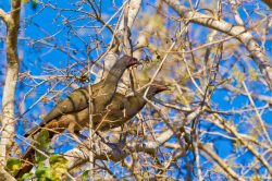 chaco-chachalaca