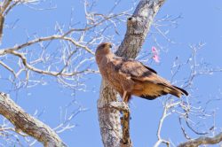 savanna-hawk-2