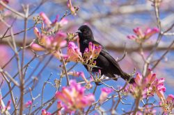 epaulet-oriole-2