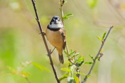 rusty-collared-seedeater