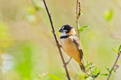 rusty-collared-seedeater-2