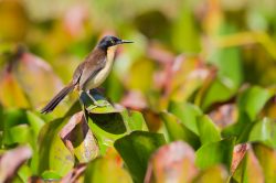 black-capped-donacobius