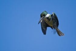 amazon-kingfisher
