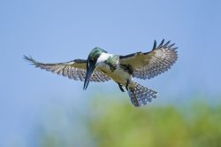 amazon-kingfisher-2