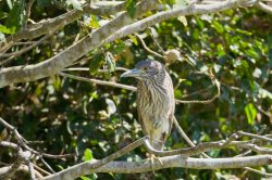 black-crowned-night-heron