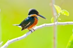 american-pygmy-kingfisher-2