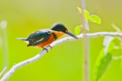 american-pygmy-kingfisher-3